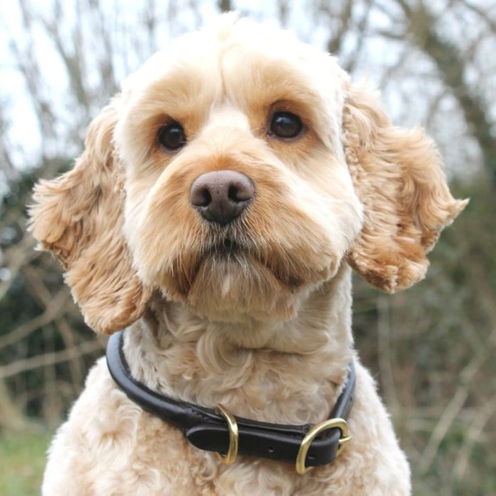 Mackey Rolled Leather Dog Collar Brown