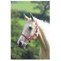 Shires Wessex Headcollar